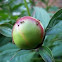 Peony flower bud