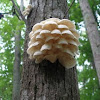 Fungus