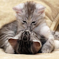 Kitten Wallpapers Apk