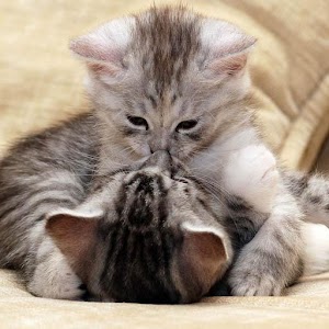 Kitten Wallpapers.apk 2.0.6