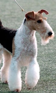 Free Download Fox Terrier Jigsaw Puzzle APK