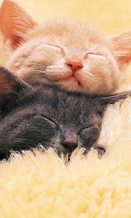How to download Kittens Jigsaw Puzzle lastet apk for laptop