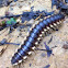 Millipede