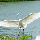 Great Egret (Heron)