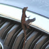 Brown Anole