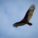 Turkey Vulture / Buzzard