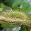 Plume moth caterpillar