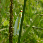 Lacewing