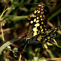 Common Lime Butterfly