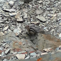 Mountain ground Squirrel