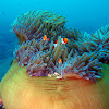 Magnificent sea anemone