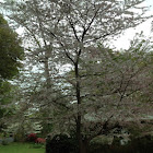 Quanson cherry tree ornamental.