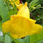 Yellow Trumpet Bush