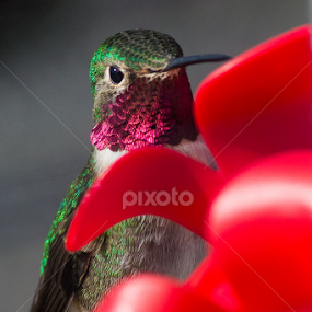 I see that you see me by RaeLynn Petrovich - Animals Birds