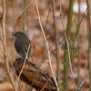 red-flanked bluetail (female)