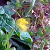 Common grass yellow