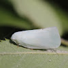 Flatid Planthopper 