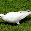 White Feral Pigeon