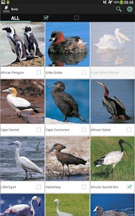 Sasol Birds for Beginners Screenshots 6