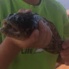 Oyster toadfish