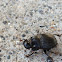 horned dung beetle