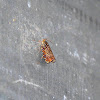 Multi colored small moth