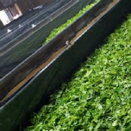 廖鄉長紅茶故事館