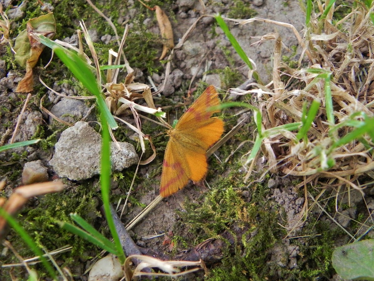 Lythria cruentaria