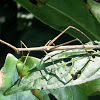 Insecto palo. Stick insect