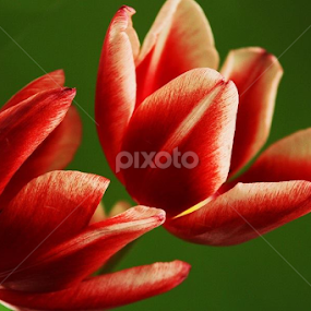 Photo by: Heather Carter. by Heather Carter - Flowers Flower Arangements