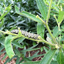 Monarch caterpillar