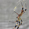 Golden silk orb-weaver