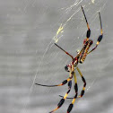 Golden silk orb-weaver