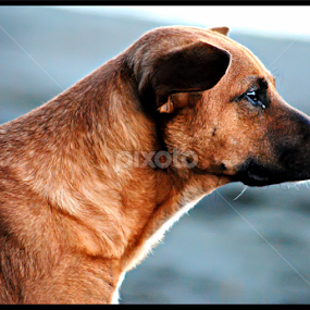 by Nickoy Magbanua Piornato - Animals - Dogs Portraits