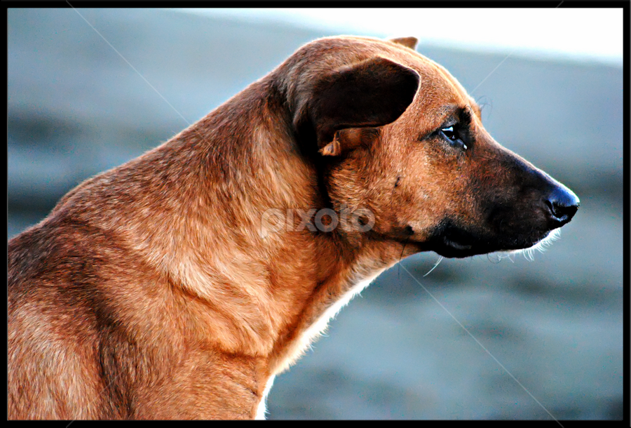 by Nickoy Magbanua Piornato - Animals - Dogs Portraits