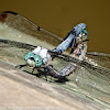 Great Blue Skimmer dragonflies (mating pair)