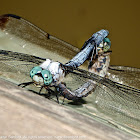 Great Blue Skimmer dragonflies (mating pair)