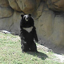the american black bear