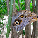 Owl Butterfly