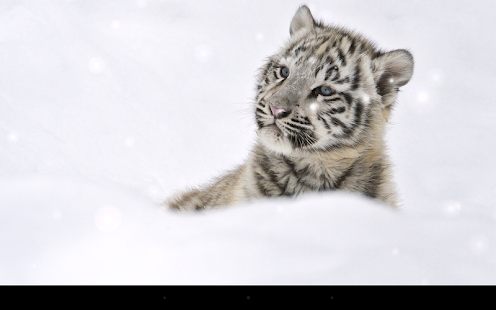 download Little Tiger Live Wallpaper free