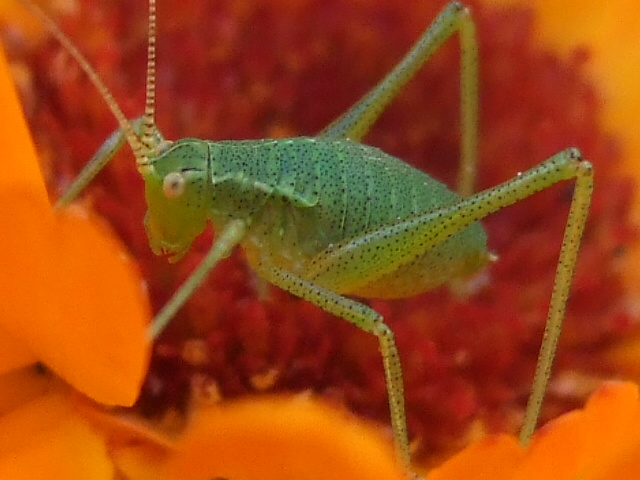 Speckled bush cricket (juvenile)