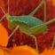 Speckled bush cricket (juvenile)