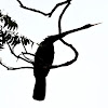 Oriental darter (silhouettes)