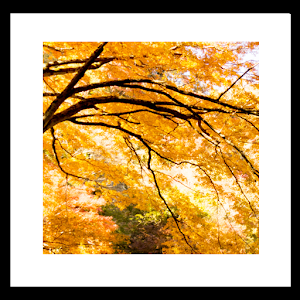 autumn yellow livewallpaper.apk 5.0