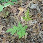 Bronze Fern (forma obliquum)