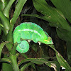 Common Chameleon