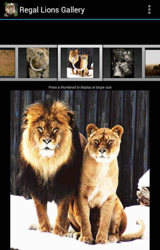Regal Lions Gallery Wallpapers