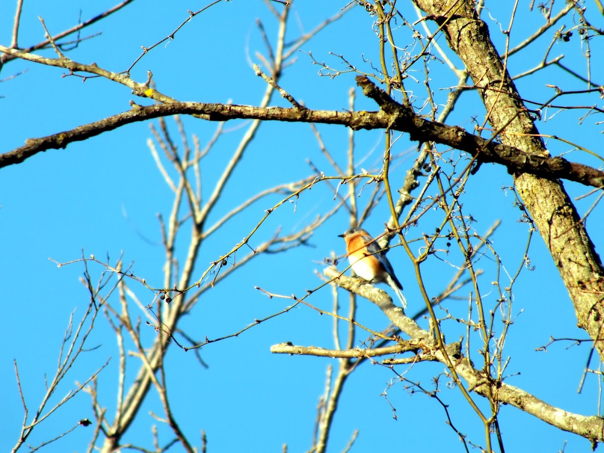 Eastern Blue Bird Project Noah