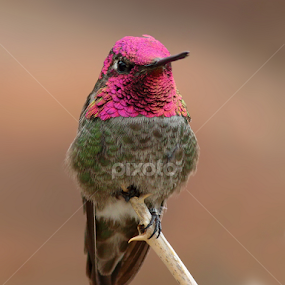 Anna's Hummingbird by Terry Sohl - Animals Birds