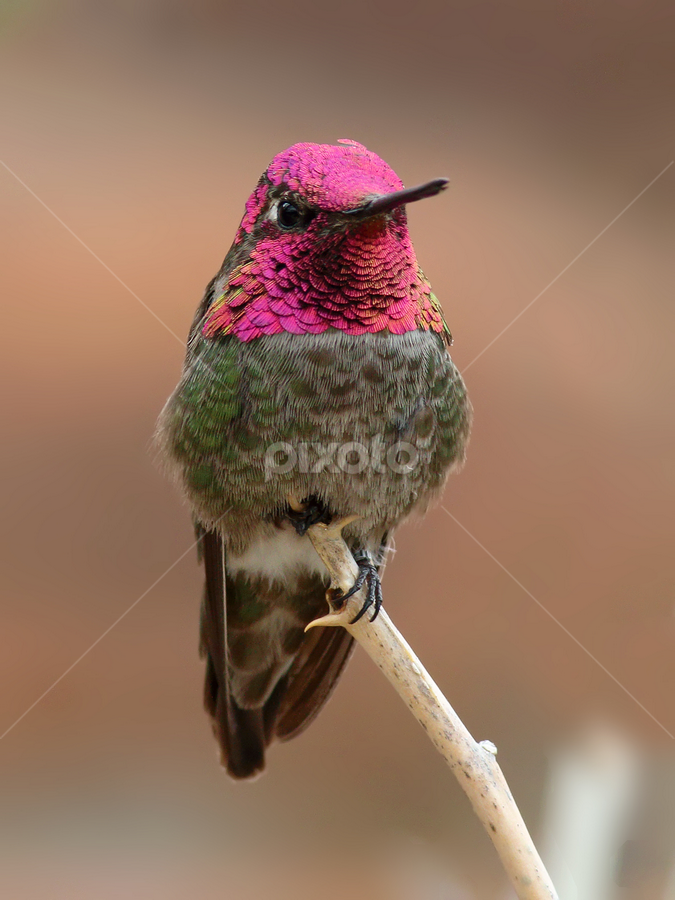 Anna's Hummingbird by Terry Sohl - Animals Birds